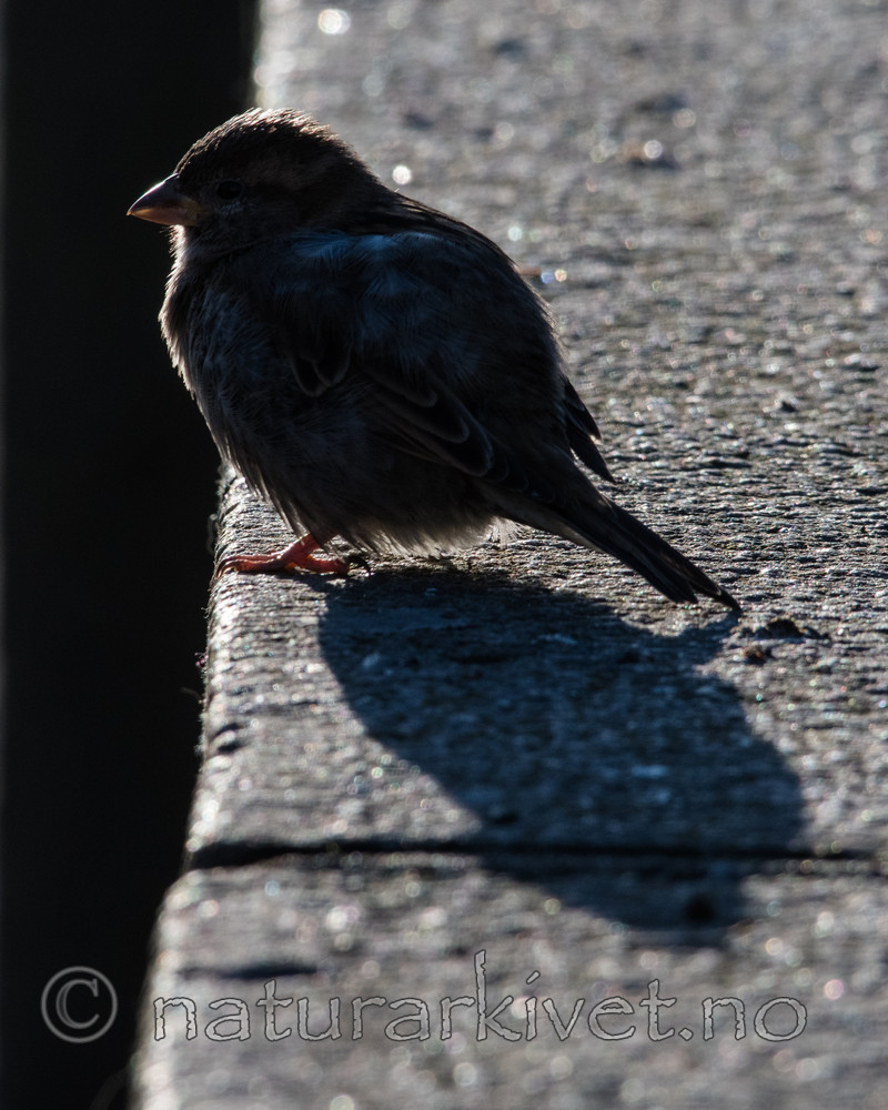 BB_20170327_0016 / Passer domesticus / Gråspurv