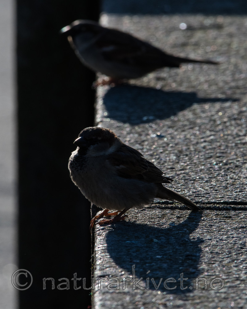BB_20170327_0021 / Passer domesticus / Gråspurv