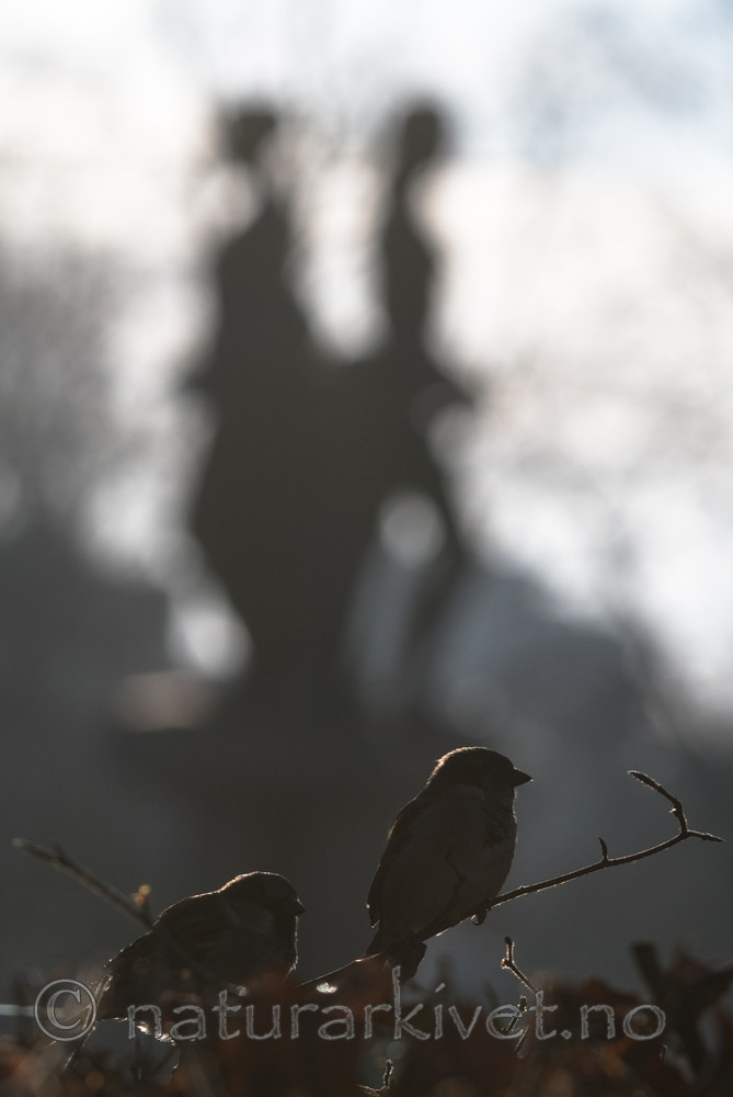 BB_20170327_0026 / Passer domesticus / Gråspurv