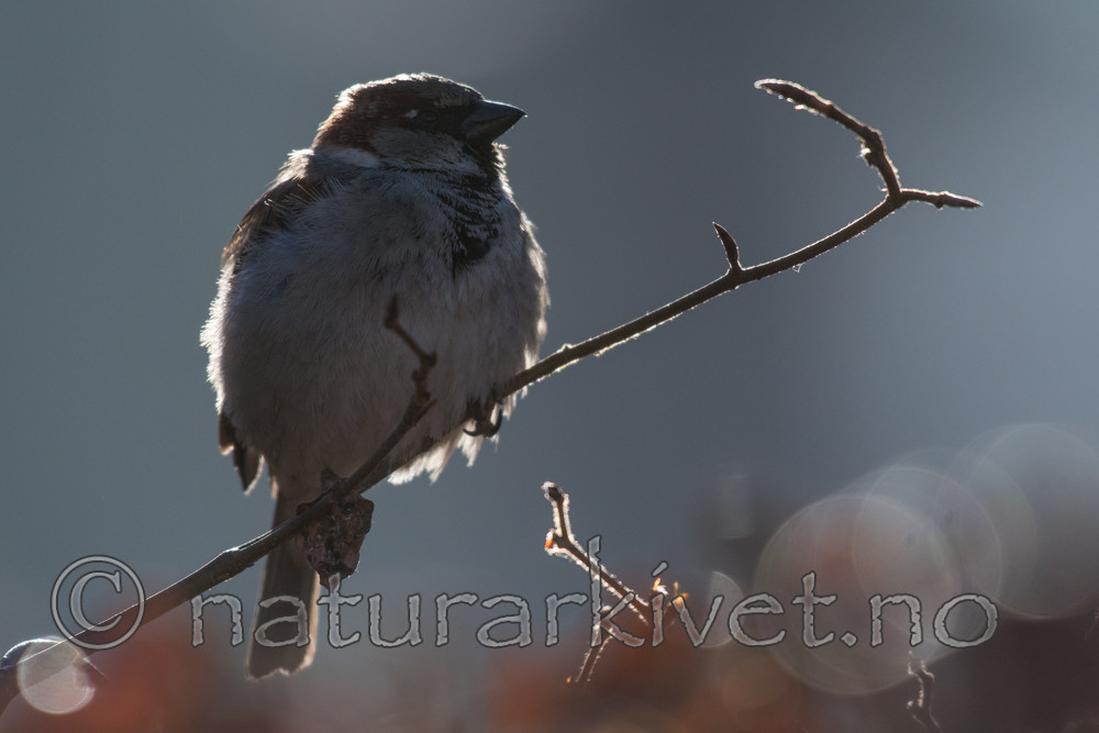 BB_20170327_0038 / Passer domesticus / Gråspurv
