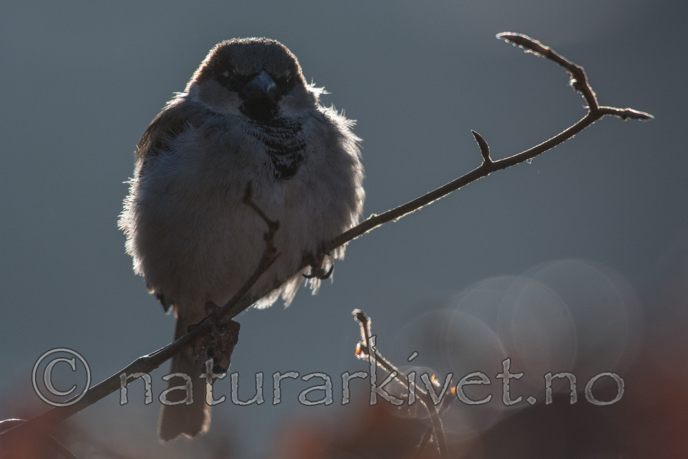 BB_20170327_0040 / Passer domesticus / Gråspurv