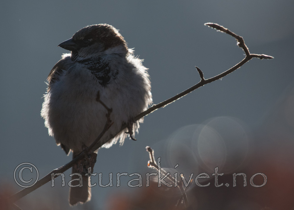 BB_20170327_0042 / Passer domesticus / Gråspurv
