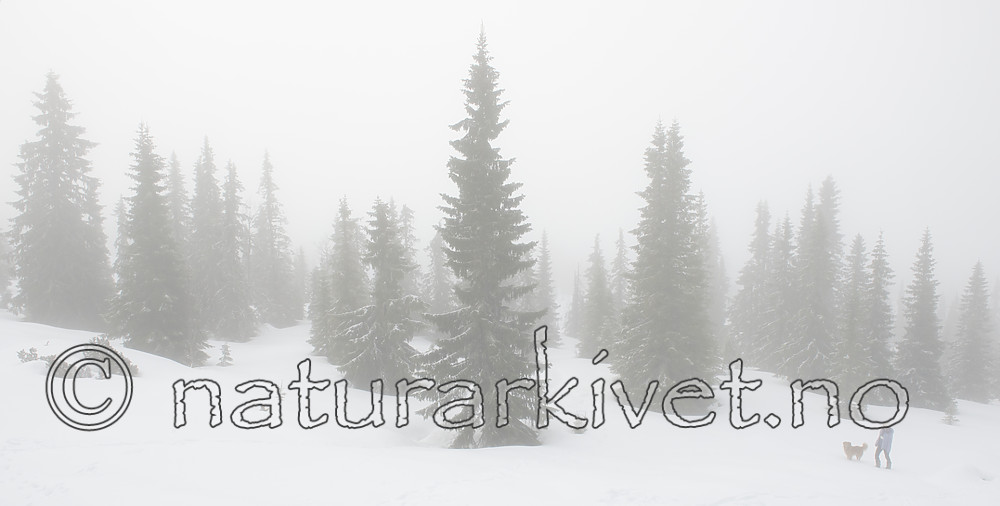 BB_20170401_0033 / Canis lupus familiaris / Hund