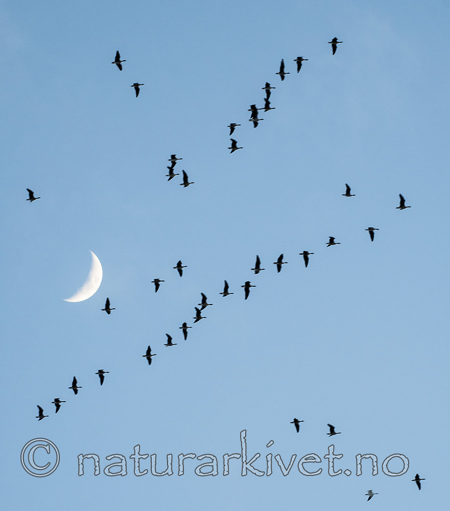 BB_20170401_0286 / Anser brachyrhynchus / Kortnebbgås