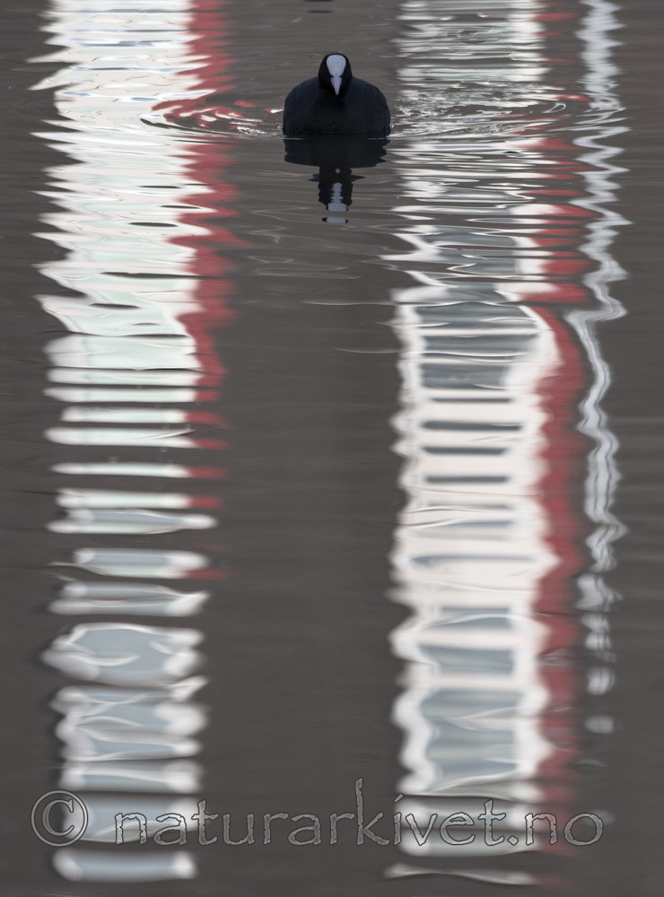 BB_20170407_0070 / Fulica atra / Sothøne