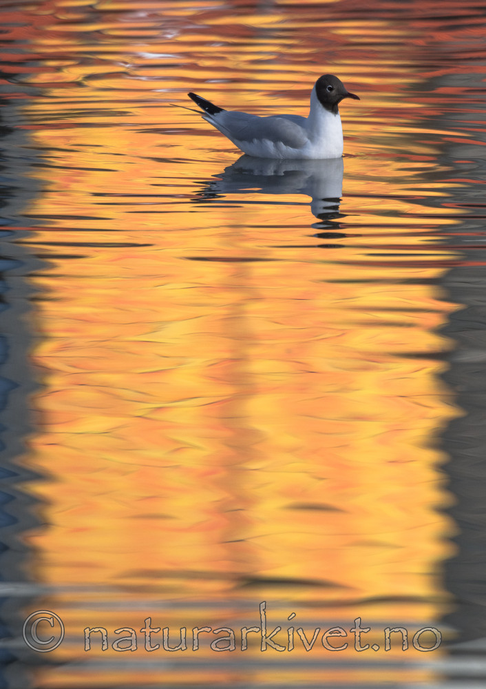 BB_20170407_0269 / Chroicocephalus ridibundus / Hettemåke