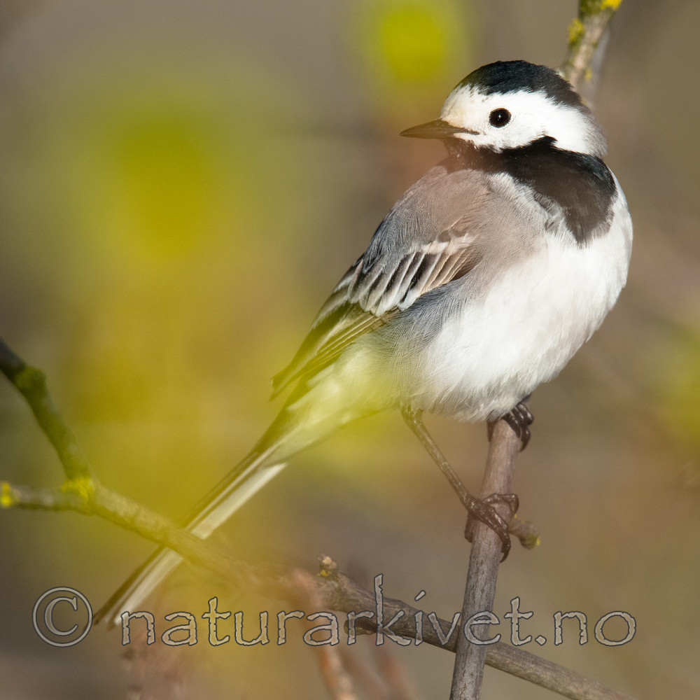 BB_20170423_0007 / Motacilla alba / Linerle