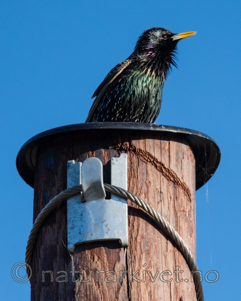 BB_20170423_0017 / Sturnus vulgaris / Stær