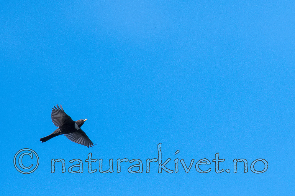 BB_20170423_0038 / Turdus torquatus / Ringtrost