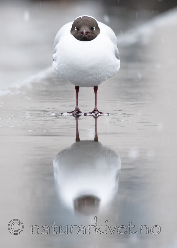 BB_20170424_0079 / Chroicocephalus ridibundus / Hettemåke