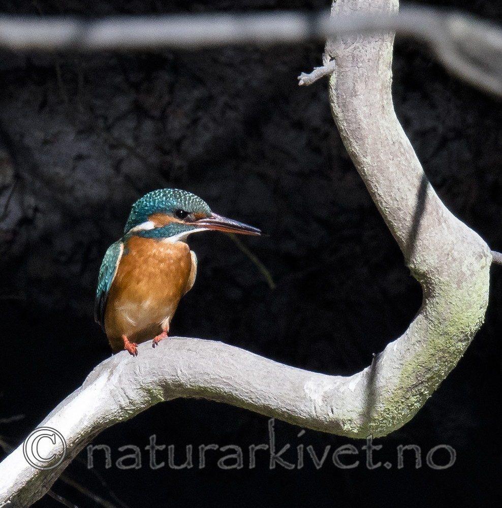 BB_20170426_0096 / Alcedo atthis / Isfugl