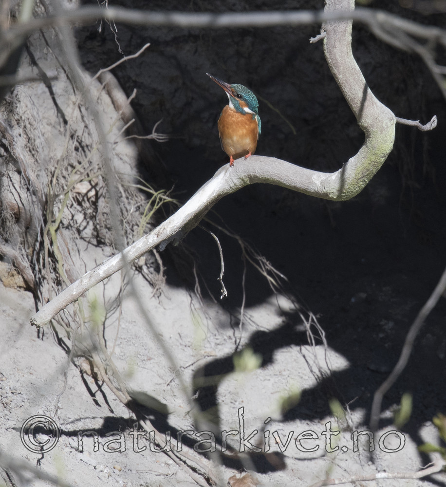 BB_20170426_0097 / Alcedo atthis / Isfugl