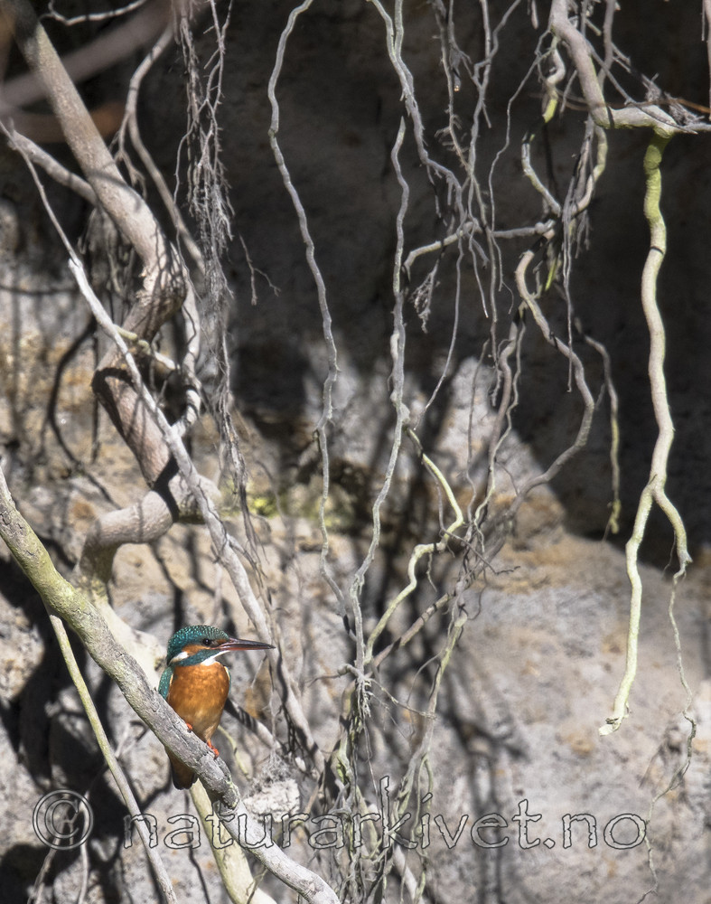 BB_20170426_0105 / Alcedo atthis / Isfugl