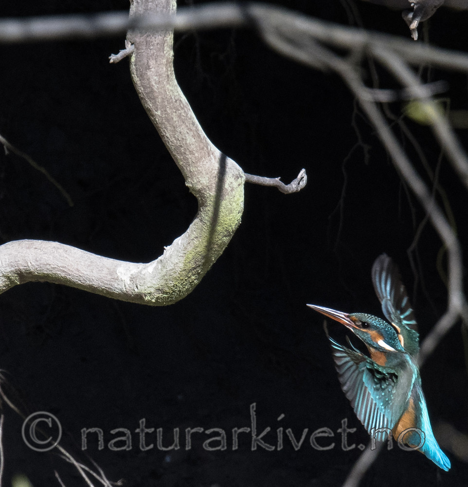 BB_20170426_0112 / Alcedo atthis / Isfugl