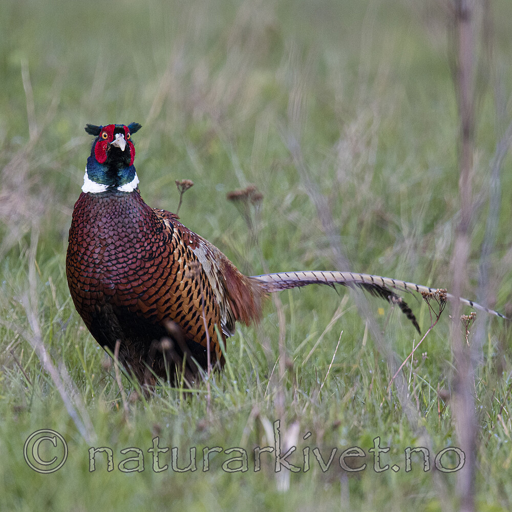 BB_20170429_0295 / Phasianus colchicus / Fasan