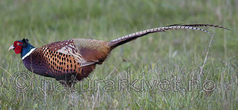 BB_20170429_0301 / Phasianus colchicus / Fasan