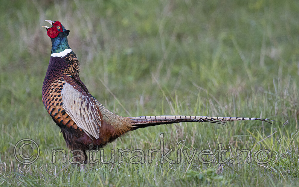 BB_20170429_0310 / Phasianus colchicus / Fasan