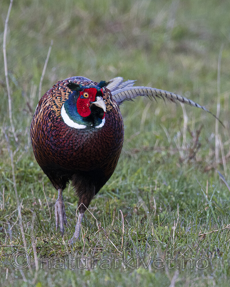 BB_20170429_0324 / Phasianus colchicus / Fasan