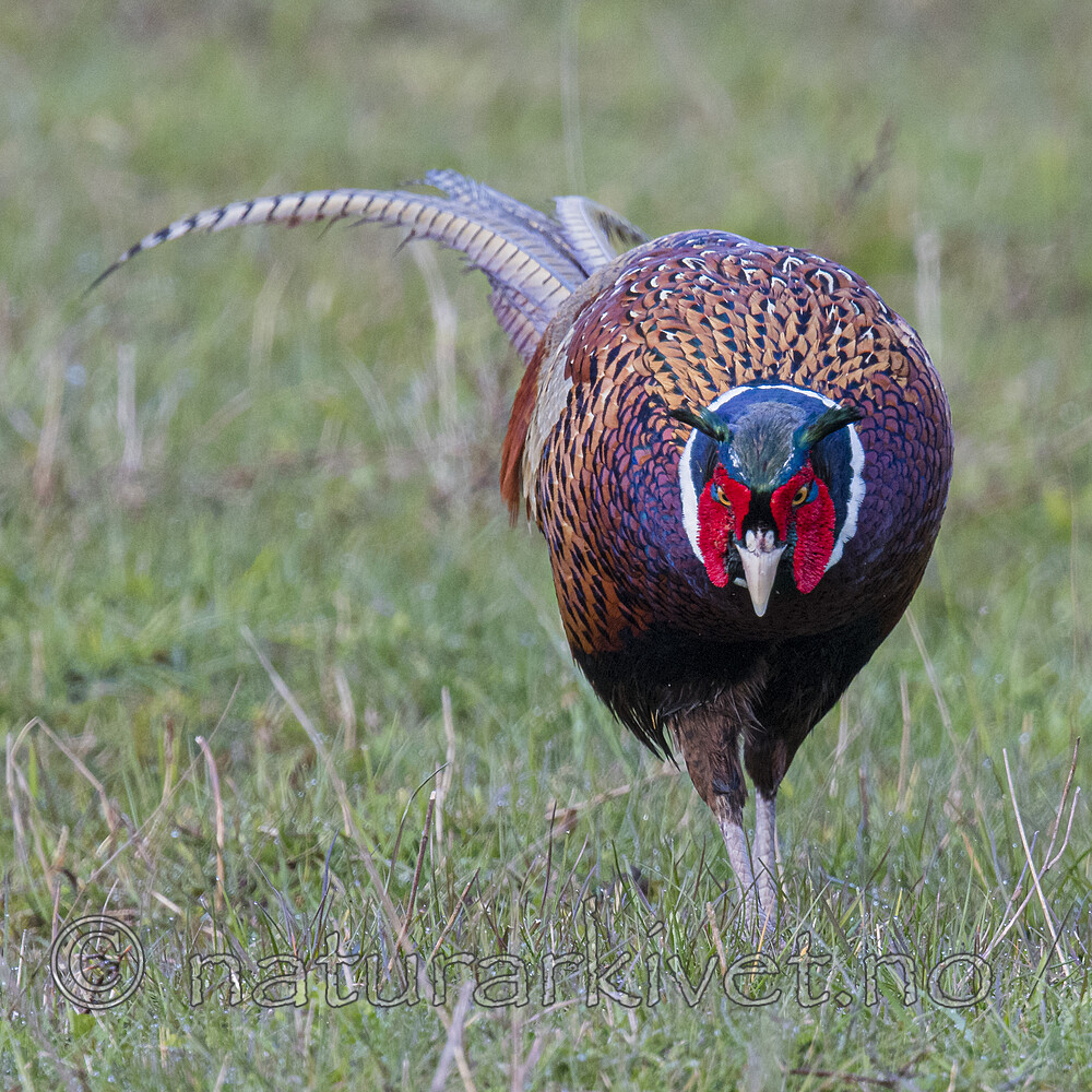 BB_20170429_0326 / Phasianus colchicus / Fasan