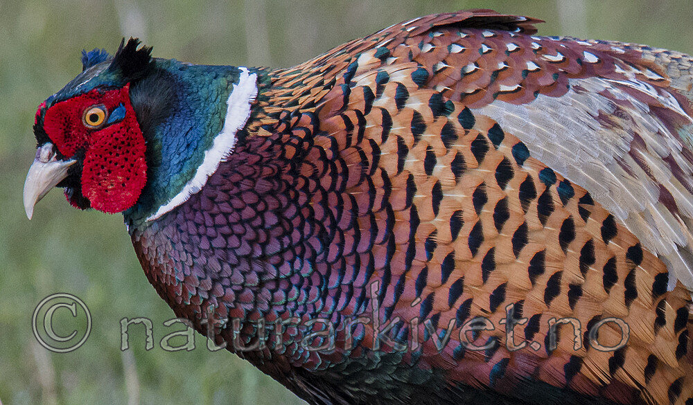 BB_20170429_0327 / Phasianus colchicus / Fasan