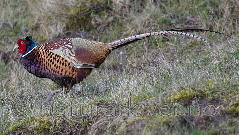 BB_20170429_0333 / Phasianus colchicus / Fasan