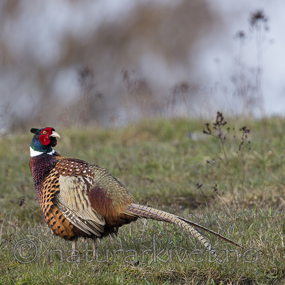 BB_20170429_0352 / Phasianus colchicus / Fasan
