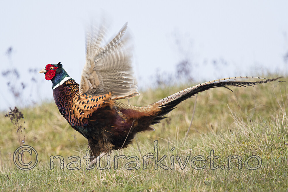 BB_20170429_0361 / Phasianus colchicus / Fasan