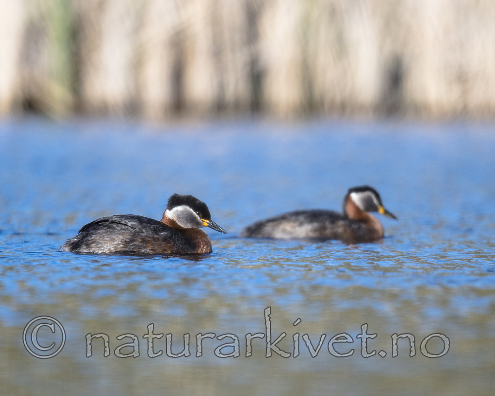 BB_20170430_0079 / Podiceps grisegena / Gråstrupedykker