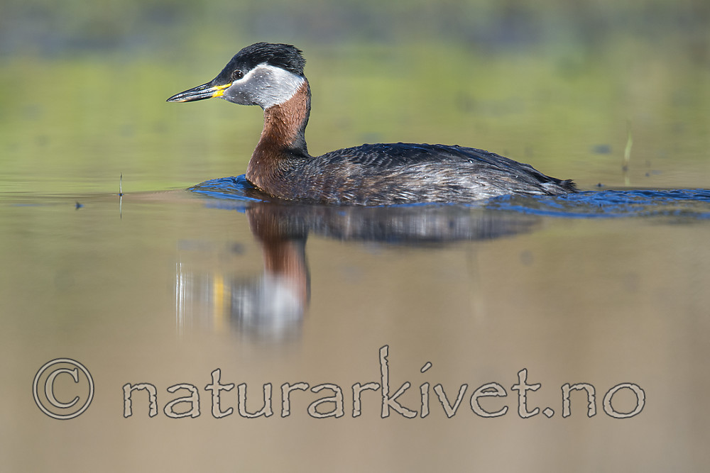 BB_20170430_0115 / Podiceps grisegena / Gråstrupedykker