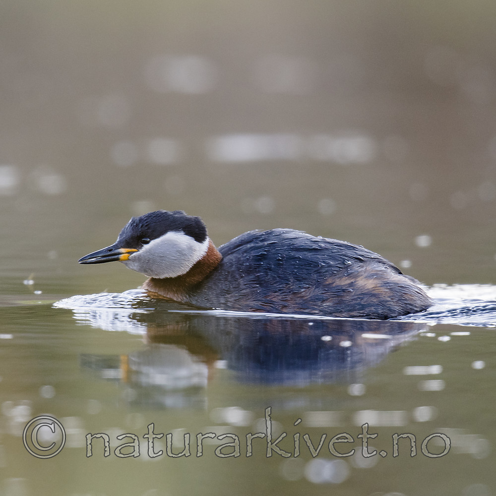 BB_20170430_0171 / Podiceps grisegena / Gråstrupedykker