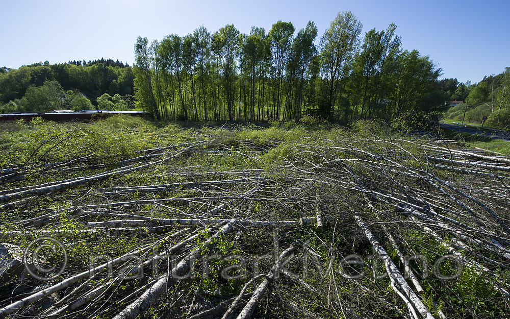 BB_20170526_0040 / Betula pendula / Hengebjørk