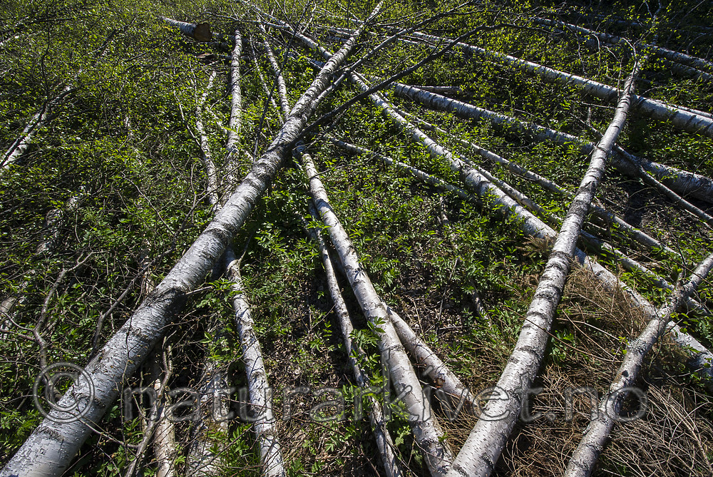 BB_20170526_0047 / Betula pendula / Hengebjørk