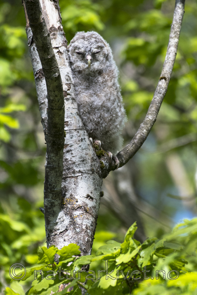BB_20170527_0010 / Strix aluco / Kattugle