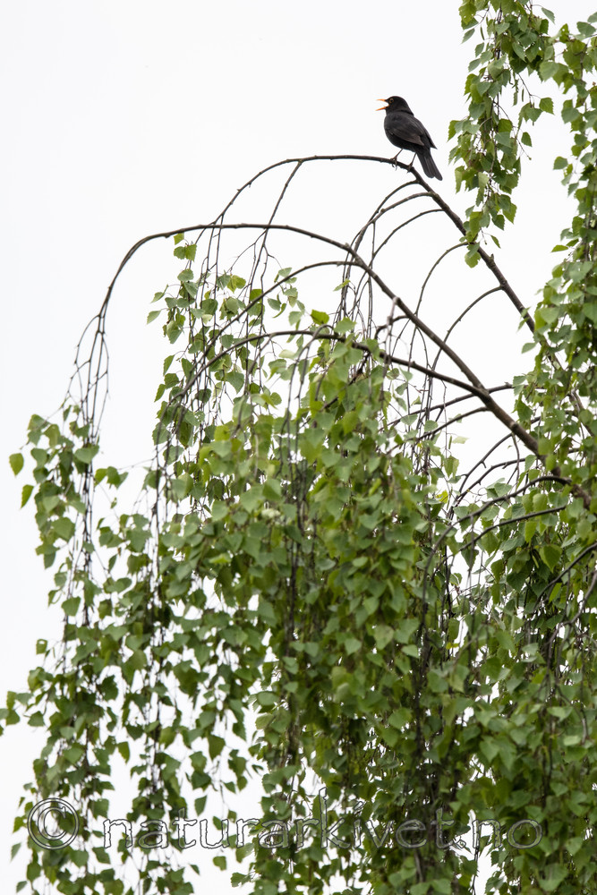 BB_20170528_0027 / Turdus merula / Svarttrost