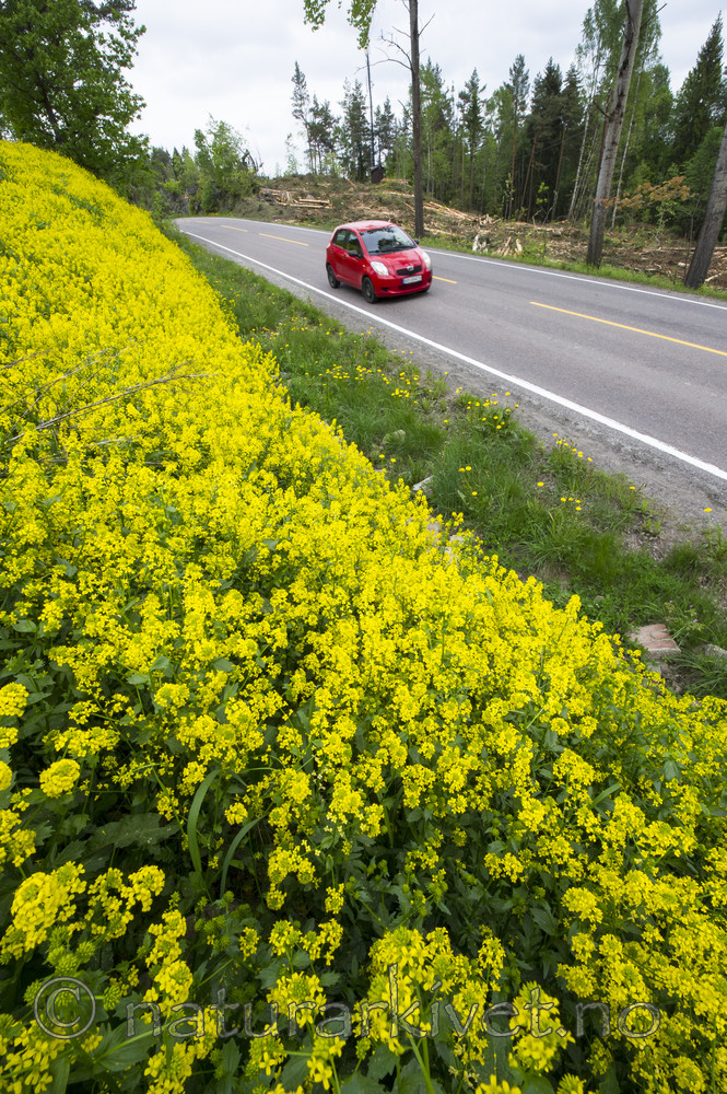 BB_20170528_0072 / Barbarea vulgaris / Vinterkarse