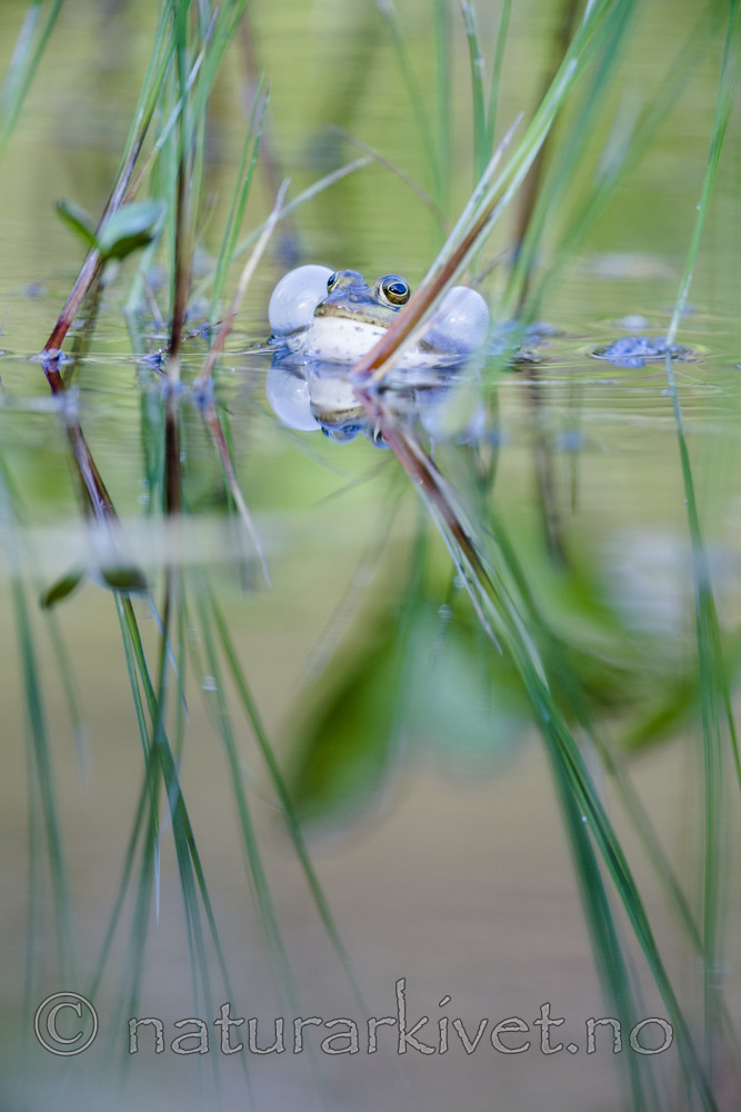 BB_20170529_0090 / Pelophylax lessonae / Damfrosk