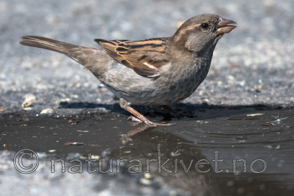 BB_20170529_0130 / Passer domesticus / Gråspurv