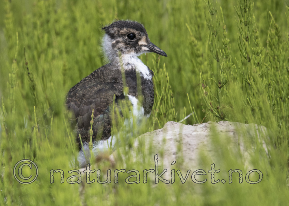 BB_20170529_0134 / Vanellus vanellus / Vipe