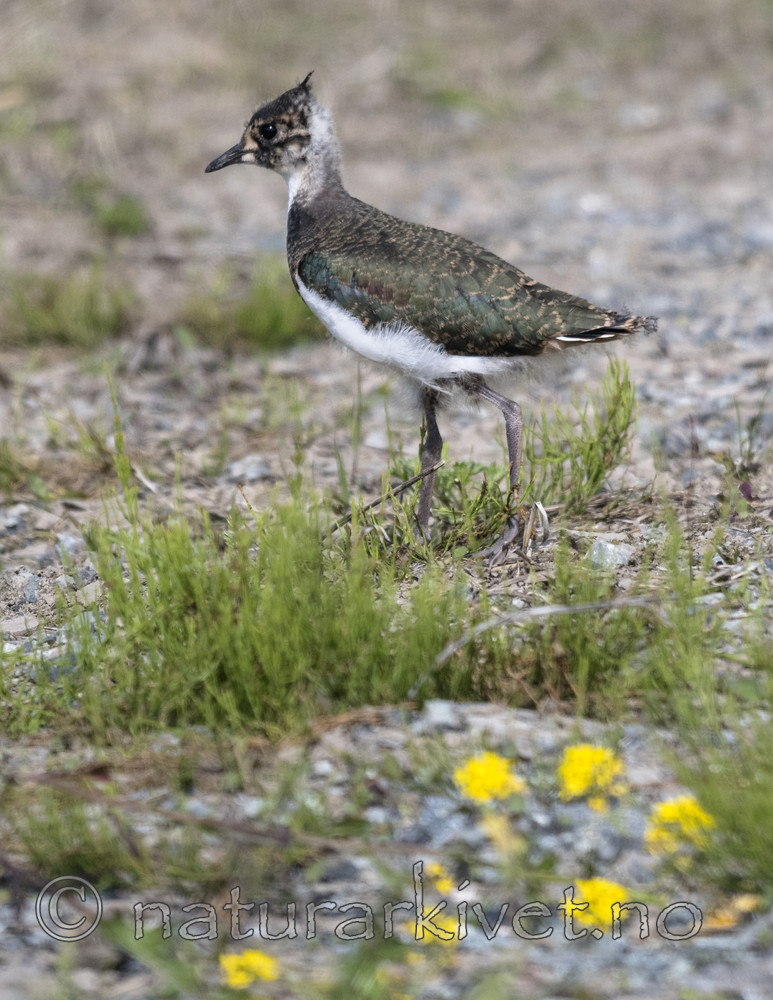 BB_20170529_0140 / Vanellus vanellus / Vipe