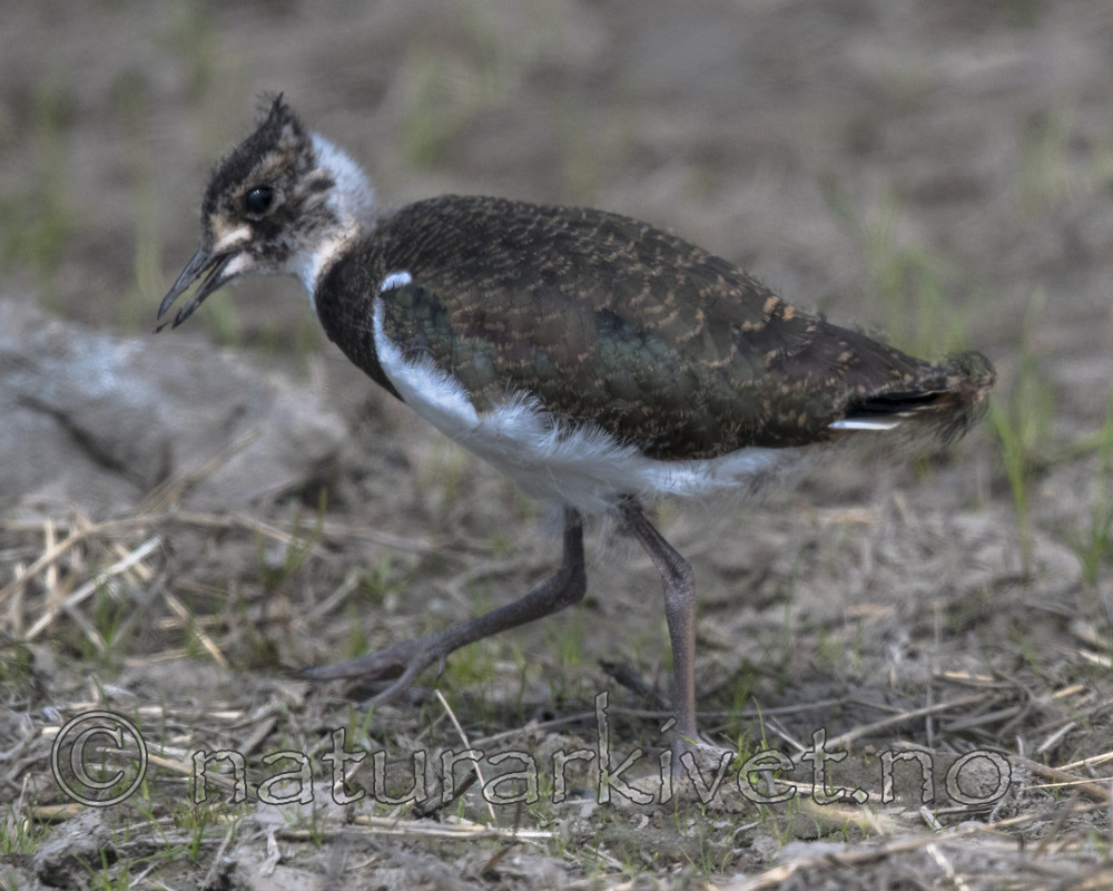 BB_20170529_0145 / Vanellus vanellus / Vipe