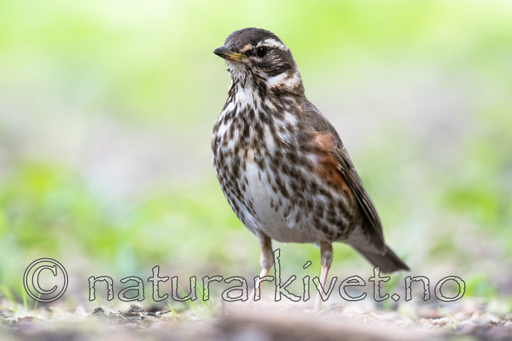BB_20170602_0102-2 / Turdus iliacus / Rødvingetrost