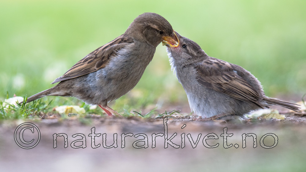 BB_20170602_0229 / Passer domesticus / Gråspurv