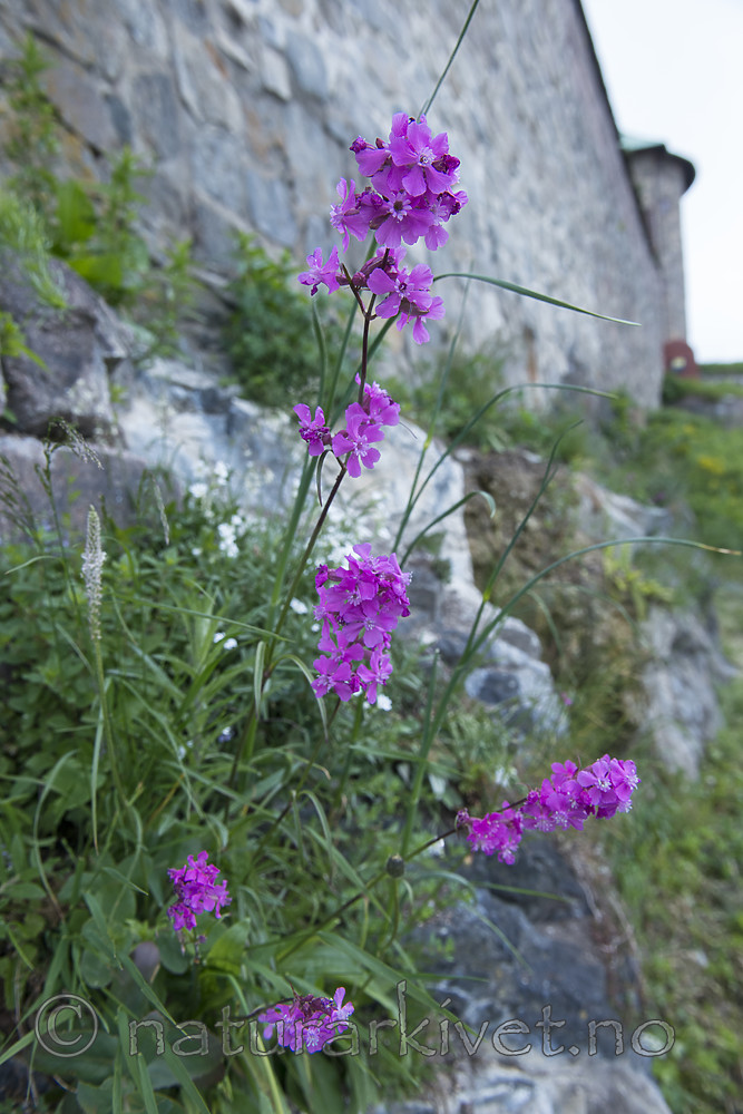 BB_20170602_0239 / Viscaria vulgaris / Engtjæreblom