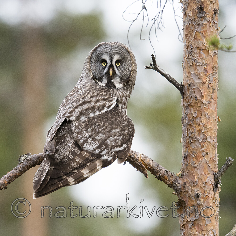 BB_20170602_0419 / Strix nebulosa / Lappugle