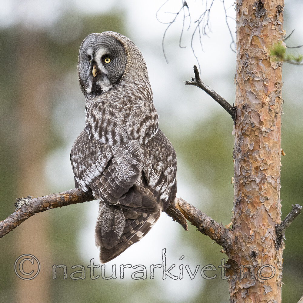 BB_20170602_0421 / Strix nebulosa / Lappugle