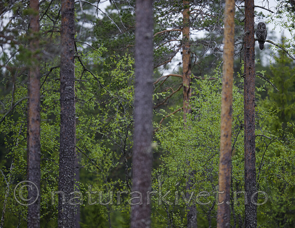 BB_20170603_0025 / Strix nebulosa / Lappugle