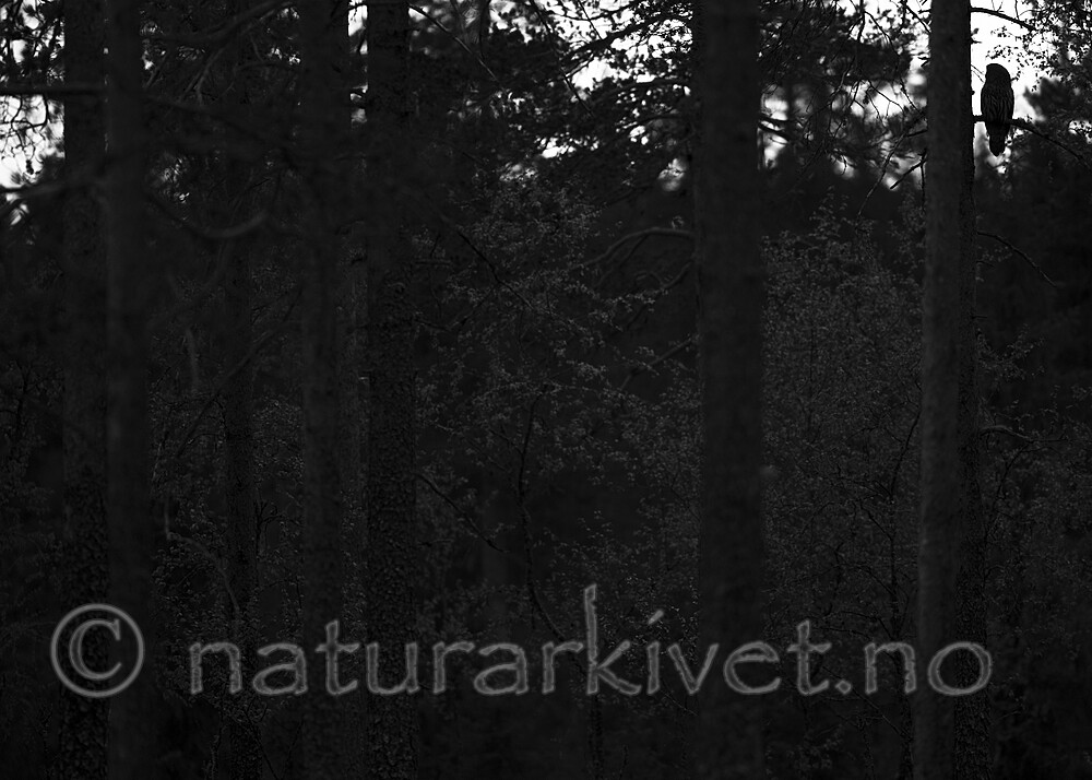 BB_20170603_0043 / Strix nebulosa / Lappugle