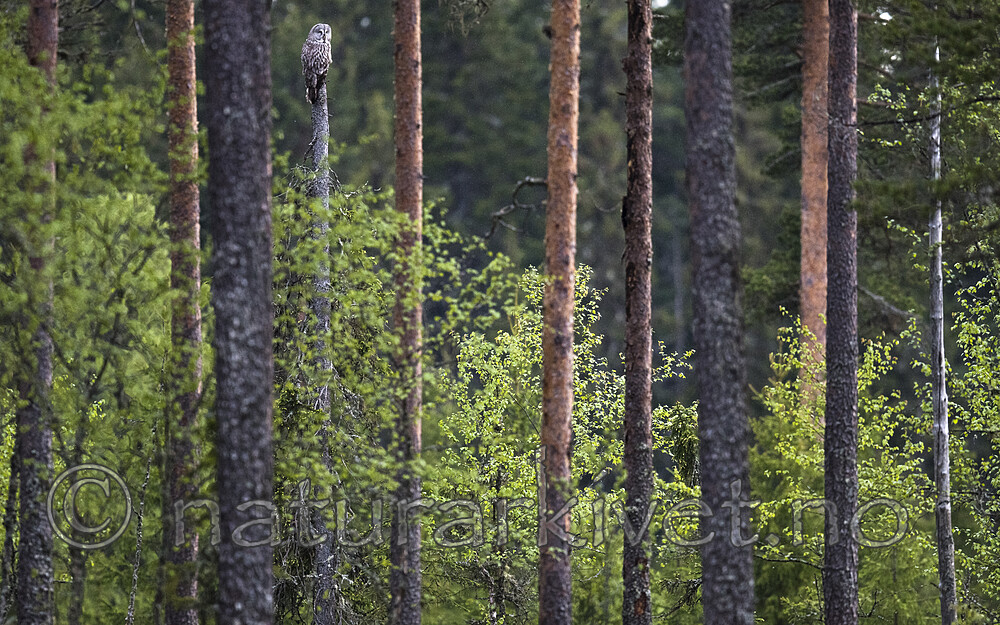 BB_20170604_0111 / Strix nebulosa / Lappugle