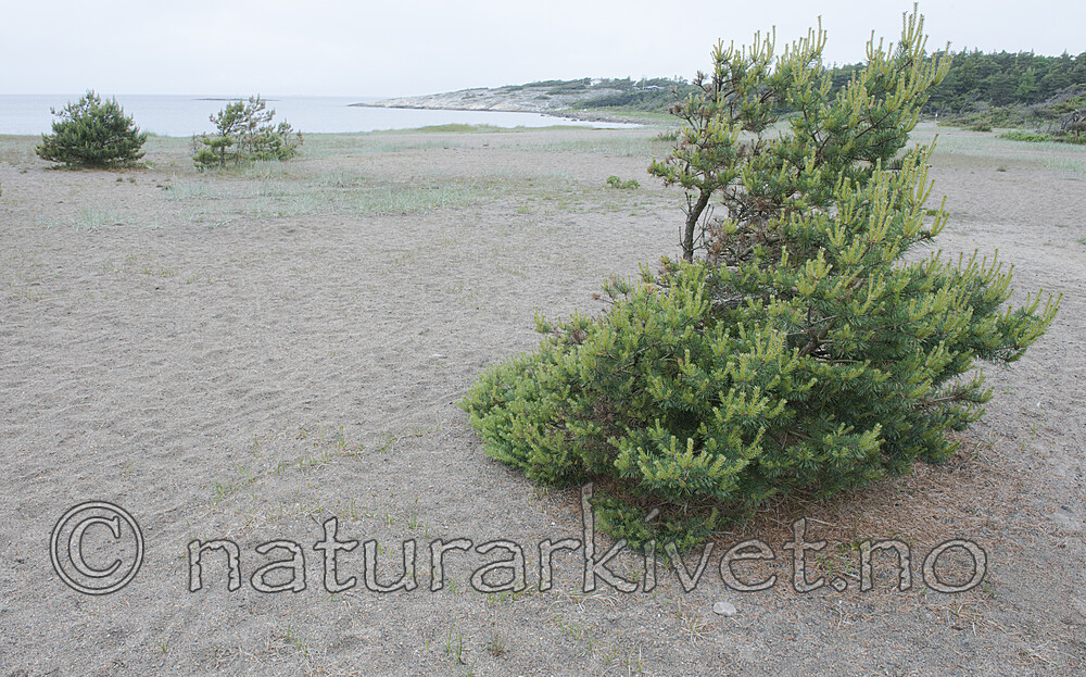 BB_20170609_0044 / Calluna vulgaris / Røsslyng <br /> Pinus sylvestris / Furu