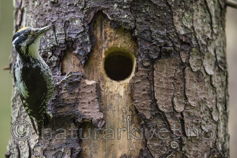 BB_20170610_0199 / Picoides tridactylus / Tretåspett